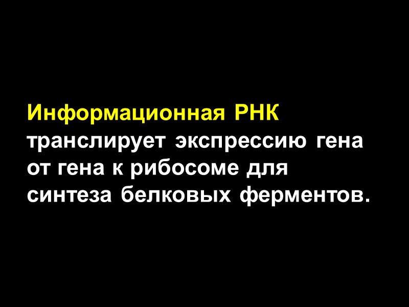 Информационная РНК транслирует экспрессию гена от гена к рибосоме для синтеза белковых ферментов.